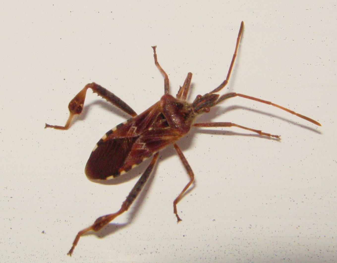 Coreidae: Leptoglossus occidentalis della Sardegna